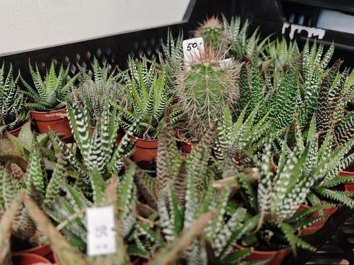 Botanická burza